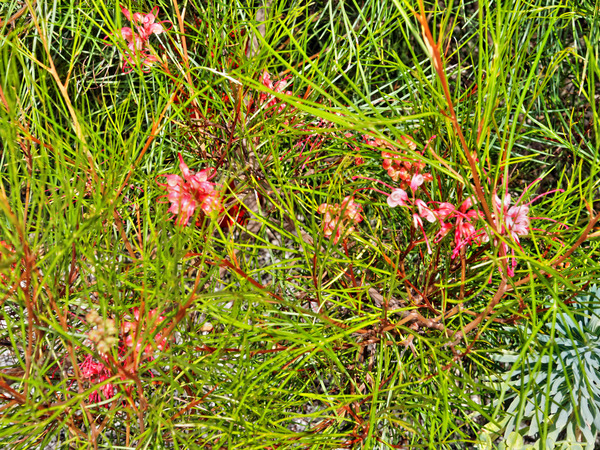 https://lemis.nyc3.digitaloceanspaces.com/grog/Photos/20150215/small/Grevillea-1.jpeg