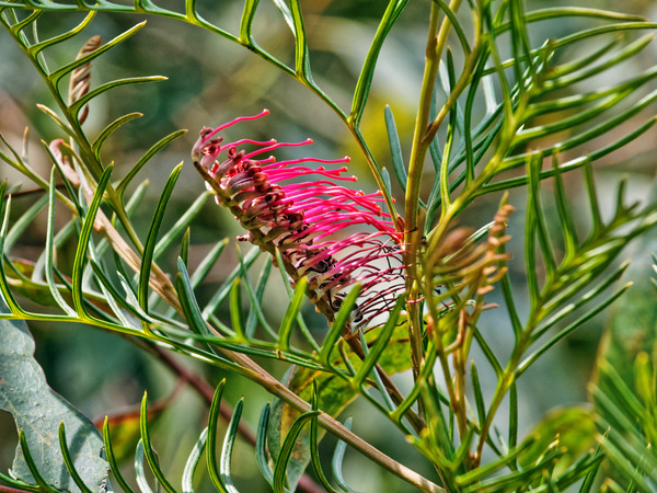 https://lemis.nyc3.digitaloceanspaces.com/grog/Photos/20150215/small/Grevillea-2.jpeg