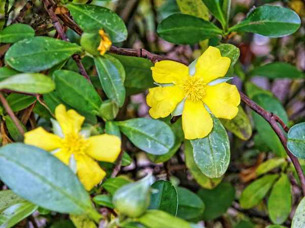 https://lemis.nyc3.digitaloceanspaces.com/grog/Photos/20150215/small/Hibbertia.jpeg