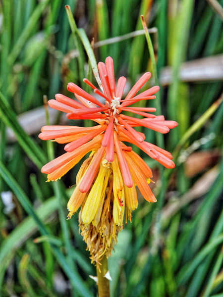 https://lemis.nyc3.digitaloceanspaces.com/grog/Photos/20150215/small/Kniphofia-1.jpeg