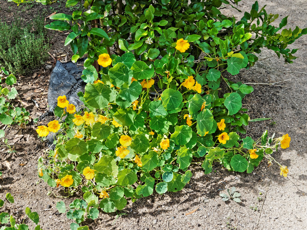 https://lemis.nyc3.digitaloceanspaces.com/grog/Photos/20150215/small/Tropaeolum-2.jpeg