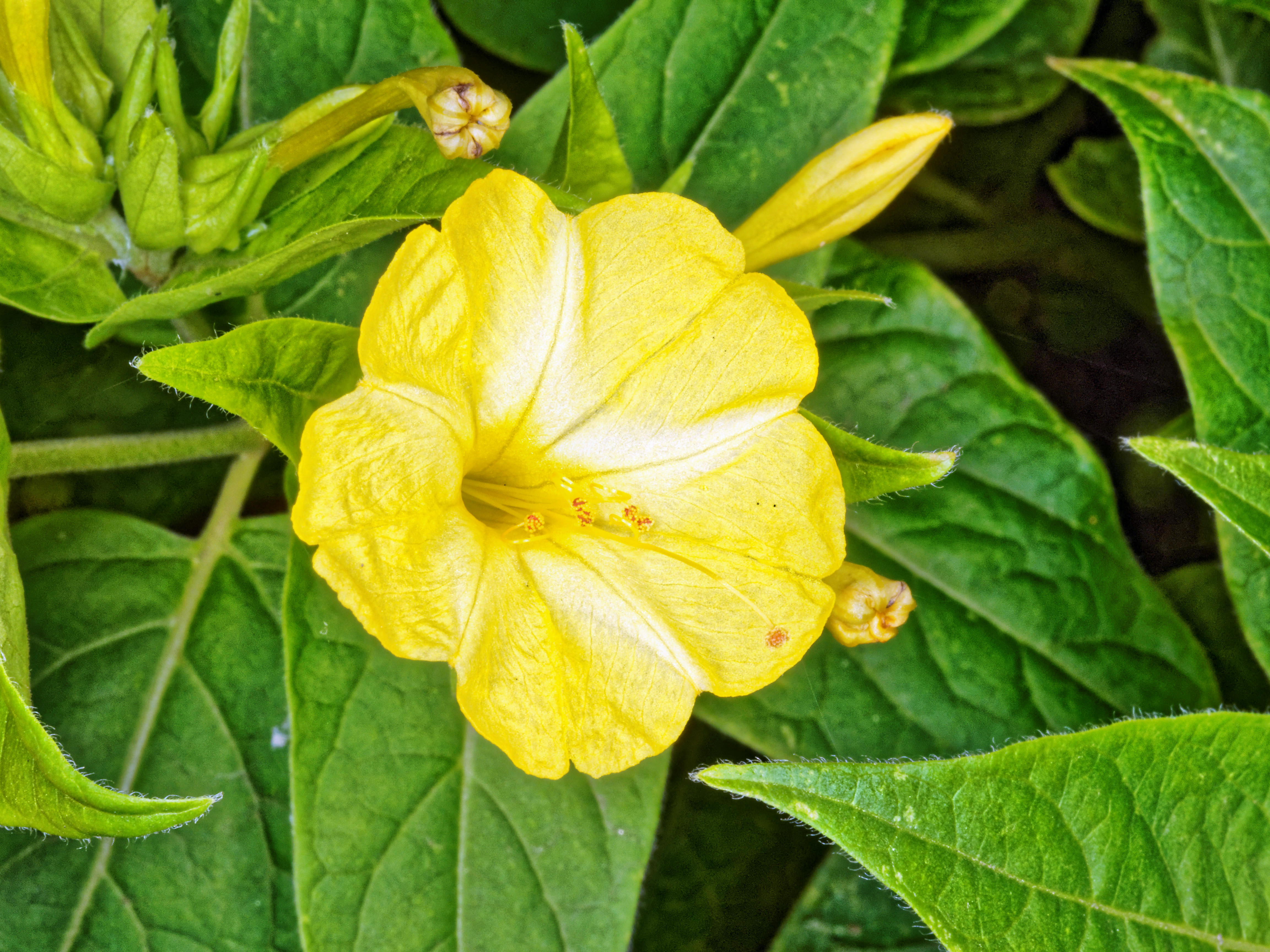 https://lemis.nyc3.digitaloceanspaces.com/grog/Photos/20150216/big/Mirabilis-jalapa-6.jpeg