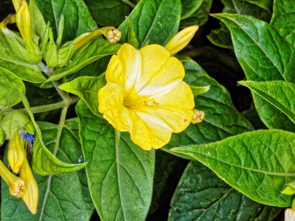 https://lemis.nyc3.digitaloceanspaces.com/grog/Photos/20150216/small/Mirabilis-jalapa-3.jpeg