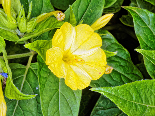https://lemis.nyc3.digitaloceanspaces.com/grog/Photos/20150216/small/Mirabilis-jalapa-5.jpeg