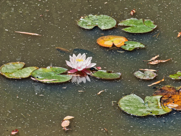 https://lemis.nyc3.digitaloceanspaces.com/grog/Photos/20150221/small/Water-lily.jpeg