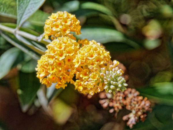 https://lemis.nyc3.digitaloceanspaces.com/grog/Photos/20150315/small/Buddleja.jpeg