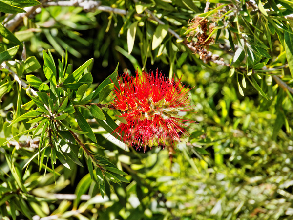 https://lemis.nyc3.digitaloceanspaces.com/grog/Photos/20150315/small/Callistemon-1.jpeg