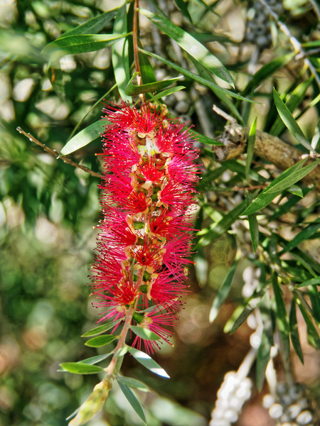 https://lemis.nyc3.digitaloceanspaces.com/grog/Photos/20150315/small/Callistemon-2.jpeg