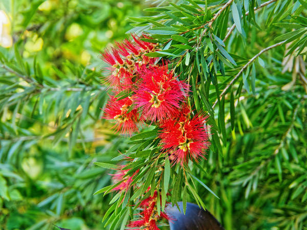 https://lemis.nyc3.digitaloceanspaces.com/grog/Photos/20150315/small/Callistemon-3.jpeg
