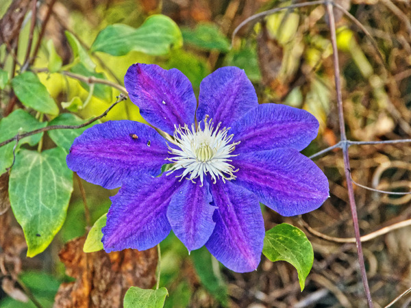 https://lemis.nyc3.digitaloceanspaces.com/grog/Photos/20150315/small/Clematis-4.jpeg