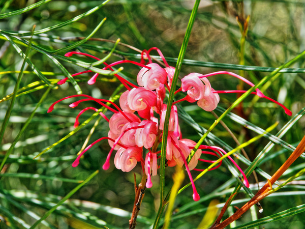 https://lemis.nyc3.digitaloceanspaces.com/grog/Photos/20150315/small/Grevillea-2.jpeg