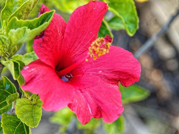https://lemis.nyc3.digitaloceanspaces.com/grog/Photos/20150315/small/Hibiscus-1.jpeg