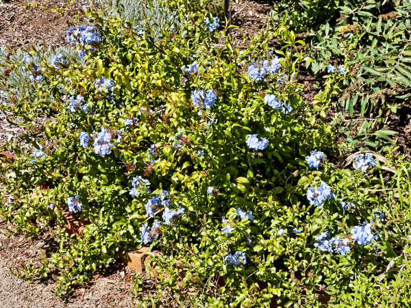 https://lemis.nyc3.digitaloceanspaces.com/grog/Photos/20150315/small/Plumbago.jpeg