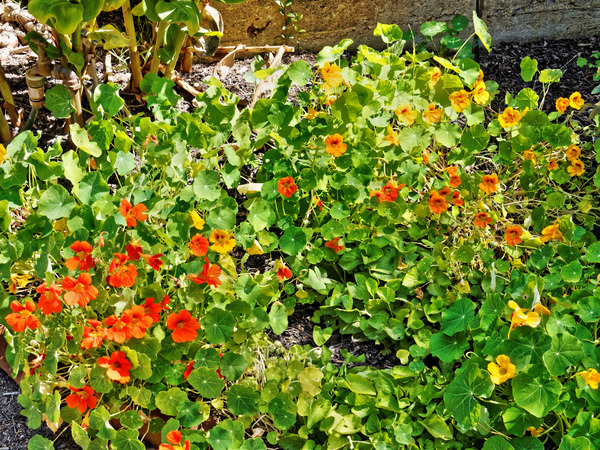https://lemis.nyc3.digitaloceanspaces.com/grog/Photos/20150315/small/Tropaeolum.jpeg