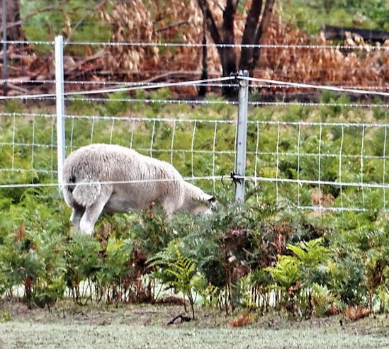 https://lemis.nyc3.digitaloceanspaces.com/grog/Photos/20150318/small/Yeardley-sheep-4-detail.jpeg