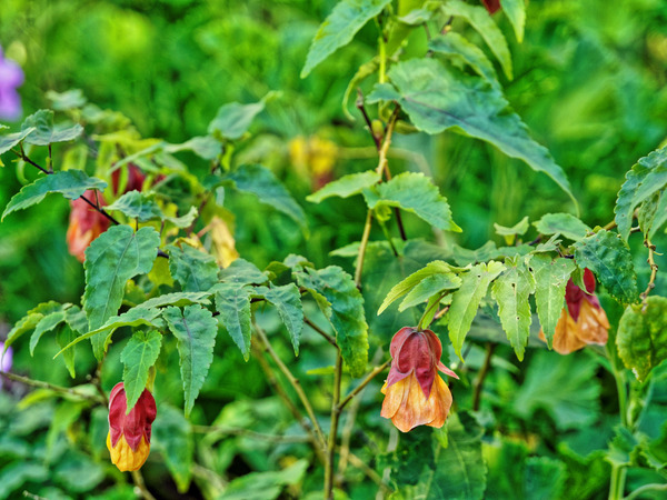 https://lemis.nyc3.digitaloceanspaces.com/grog/Photos/20150415/small/Abutilon-1.jpeg