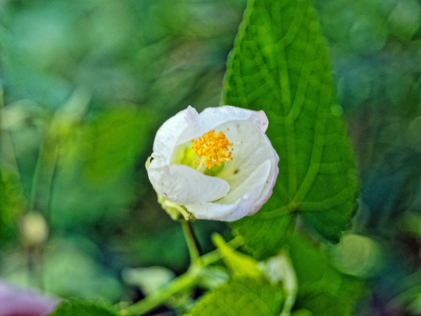 https://lemis.nyc3.digitaloceanspaces.com/grog/Photos/20150415/small/Abutilon-2.jpeg