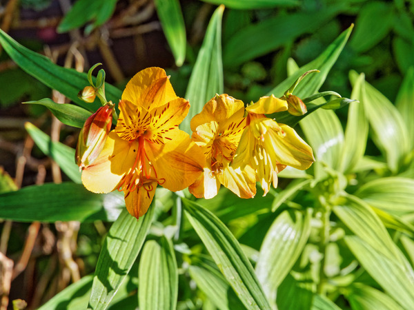 https://lemis.nyc3.digitaloceanspaces.com/grog/Photos/20150415/small/Alstroemeria.jpeg
