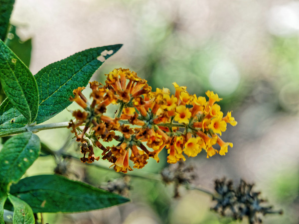 https://lemis.nyc3.digitaloceanspaces.com/grog/Photos/20150415/small/Buddleja-2.jpeg
