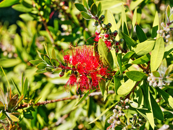 https://lemis.nyc3.digitaloceanspaces.com/grog/Photos/20150415/small/Callistemon-2.jpeg