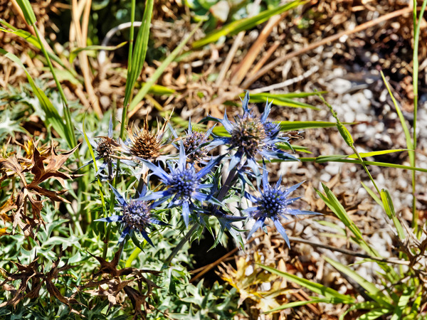 https://lemis.nyc3.digitaloceanspaces.com/grog/Photos/20150415/small/Eryngium-bourgatii.jpeg