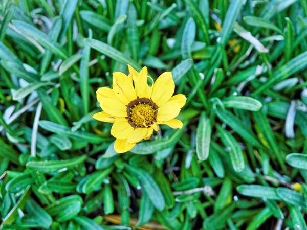 https://lemis.nyc3.digitaloceanspaces.com/grog/Photos/20150415/small/Gazania-1.jpeg
