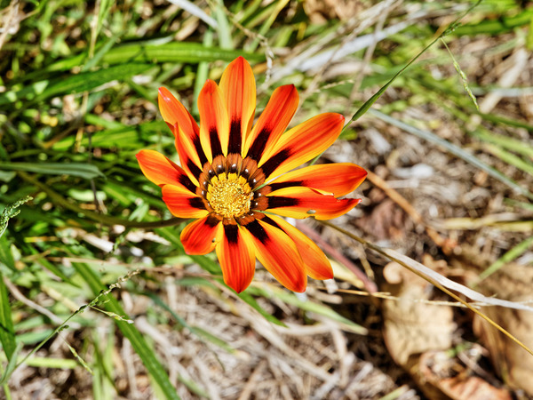 https://lemis.nyc3.digitaloceanspaces.com/grog/Photos/20150415/small/Gazania-2.jpeg
