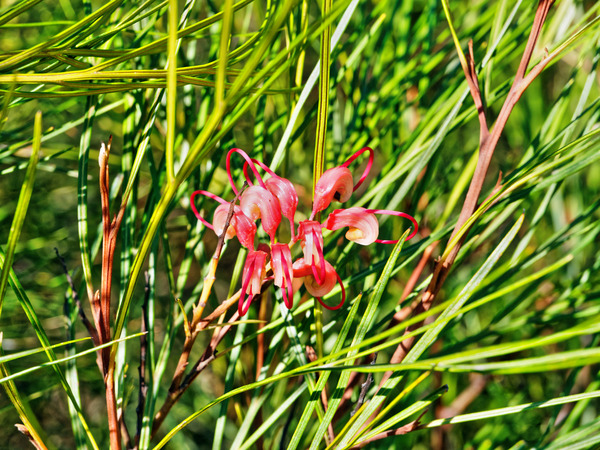 https://lemis.nyc3.digitaloceanspaces.com/grog/Photos/20150415/small/Grevillea-1.jpeg