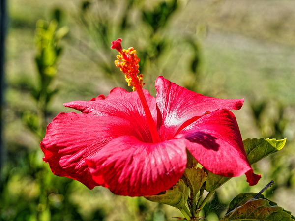 https://lemis.nyc3.digitaloceanspaces.com/grog/Photos/20150415/small/Hibiscus-2.jpeg