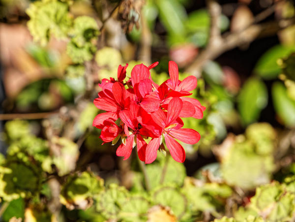 https://lemis.nyc3.digitaloceanspaces.com/grog/Photos/20150415/small/Pelargonium-1.jpeg