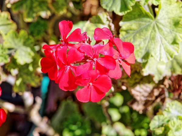 https://lemis.nyc3.digitaloceanspaces.com/grog/Photos/20150415/small/Pelargonium-4.jpeg
