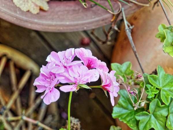 https://lemis.nyc3.digitaloceanspaces.com/grog/Photos/20150415/small/Pelargonium-6.jpeg
