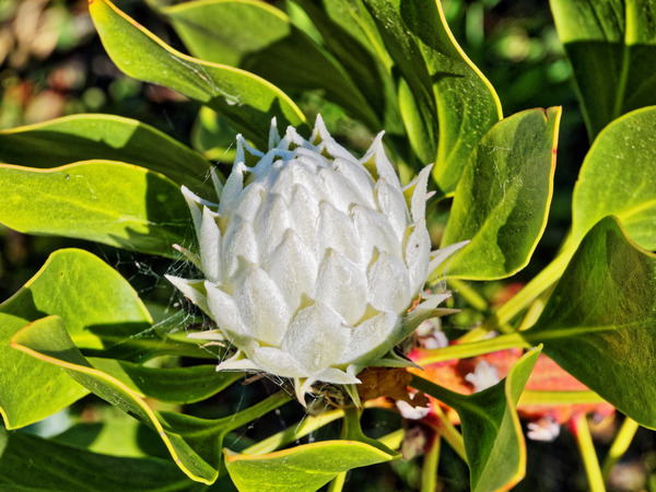 https://lemis.nyc3.digitaloceanspaces.com/grog/Photos/20150415/small/Protea.jpeg