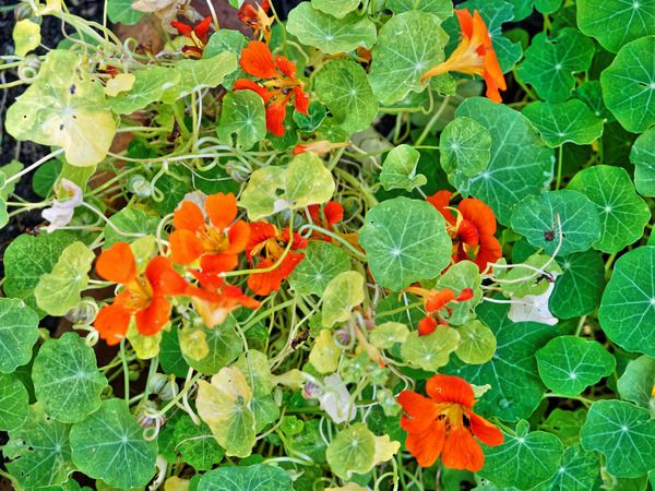 https://lemis.nyc3.digitaloceanspaces.com/grog/Photos/20150415/small/Tropaeolum-3.jpeg