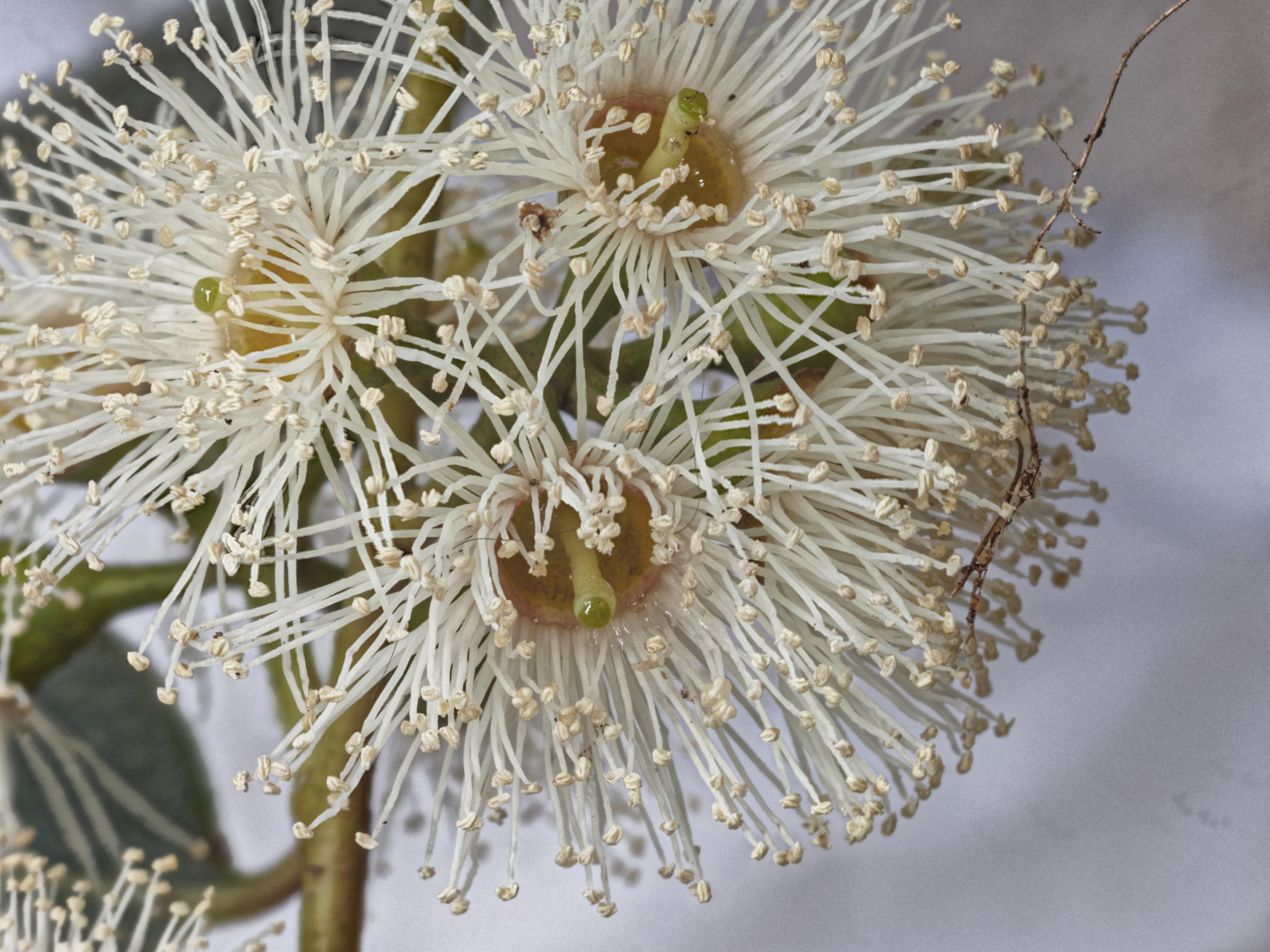 https://lemis.nyc3.digitaloceanspaces.com/grog/Photos/20150616/big/Eucalyptus-flower-PMax.jpeg