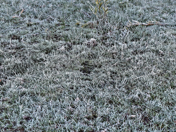 https://lemis.nyc3.digitaloceanspaces.com/grog/Photos/20150719/small/Frost-5.jpeg