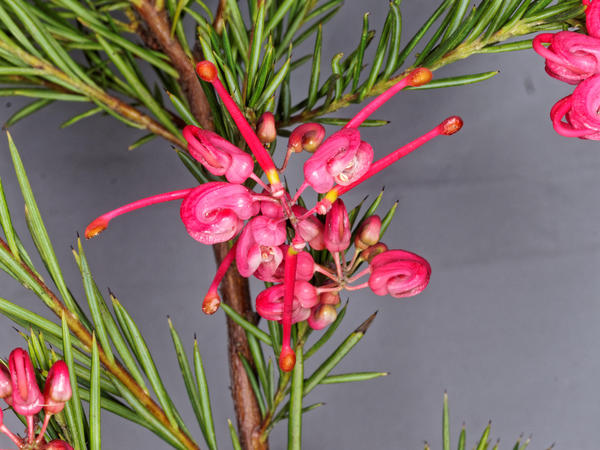 https://lemis.nyc3.digitaloceanspaces.com/grog/Photos/20150809/small/Grevillea-1.jpeg