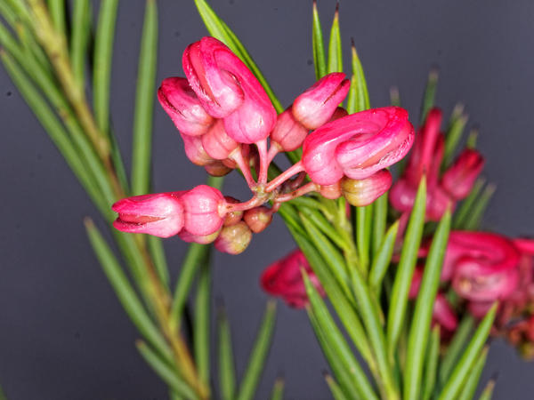 https://lemis.nyc3.digitaloceanspaces.com/grog/Photos/20150809/small/Grevillea-5.jpeg