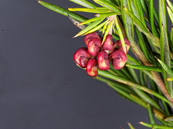 https://lemis.nyc3.digitaloceanspaces.com/grog/Photos/20150809/small/Grevillea-6.jpeg