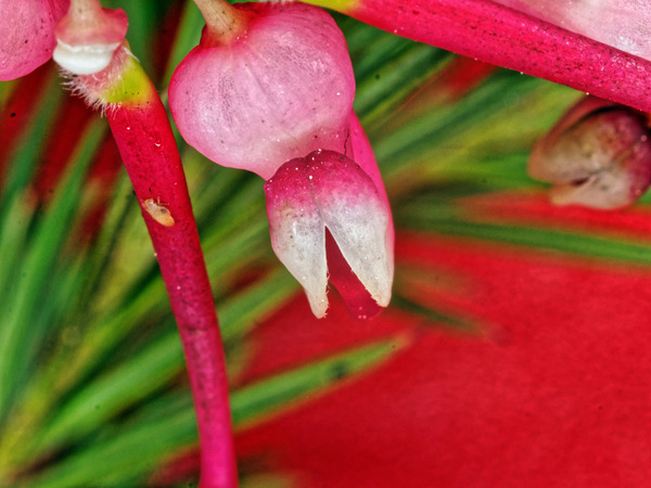 https://lemis.nyc3.digitaloceanspaces.com/grog/Photos/20150910/small/Grevillea-10.jpeg