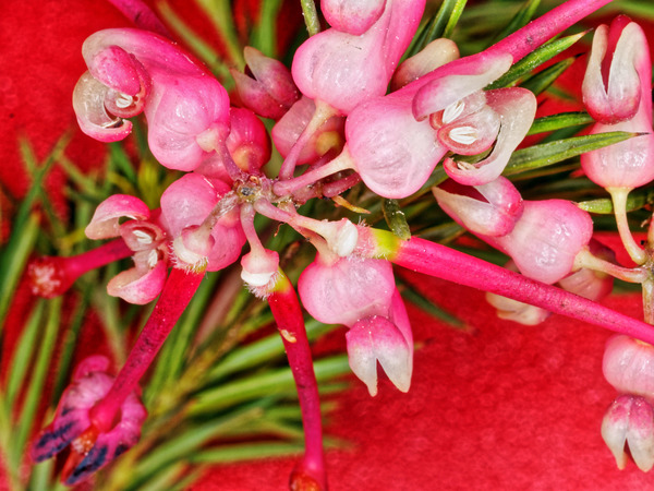 https://lemis.nyc3.digitaloceanspaces.com/grog/Photos/20150910/small/Grevillea-4.jpeg