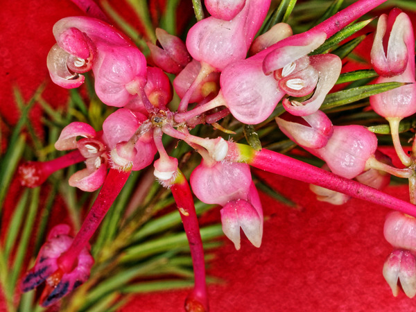 https://lemis.nyc3.digitaloceanspaces.com/grog/Photos/20150910/small/Grevillea-5.jpeg