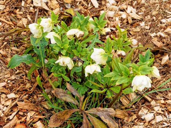 https://lemis.nyc3.digitaloceanspaces.com/grog/Photos/20150919/small/Hellebores-2.jpeg