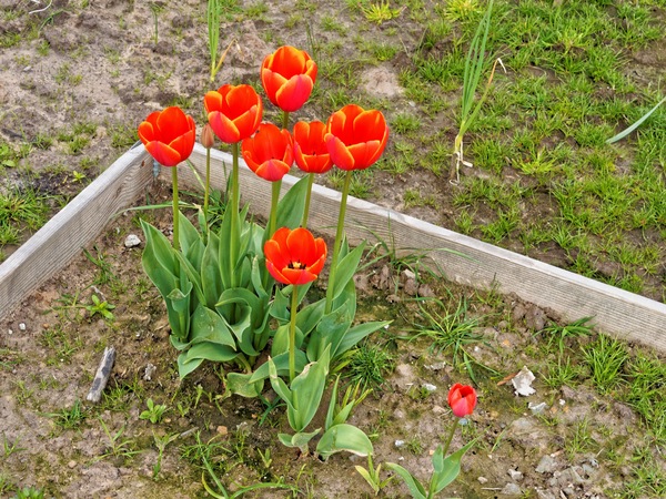 https://lemis.nyc3.digitaloceanspaces.com/grog/Photos/20150919/small/Tulips-1.jpeg