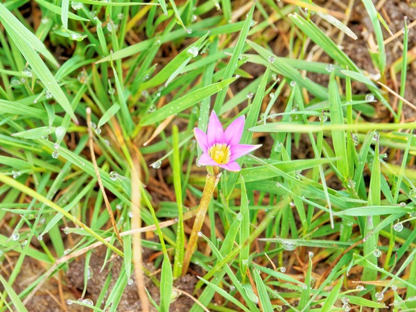 https://lemis.nyc3.digitaloceanspaces.com/grog/Photos/20150919/small/Wildflower-1.jpeg