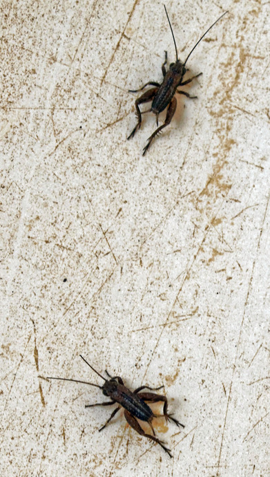 https://lemis.nyc3.digitaloceanspaces.com/grog/Photos/20151205/small/crickets-1.jpeg