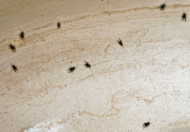 https://lemis.nyc3.digitaloceanspaces.com/grog/Photos/20151205/small/crickets-3.jpeg