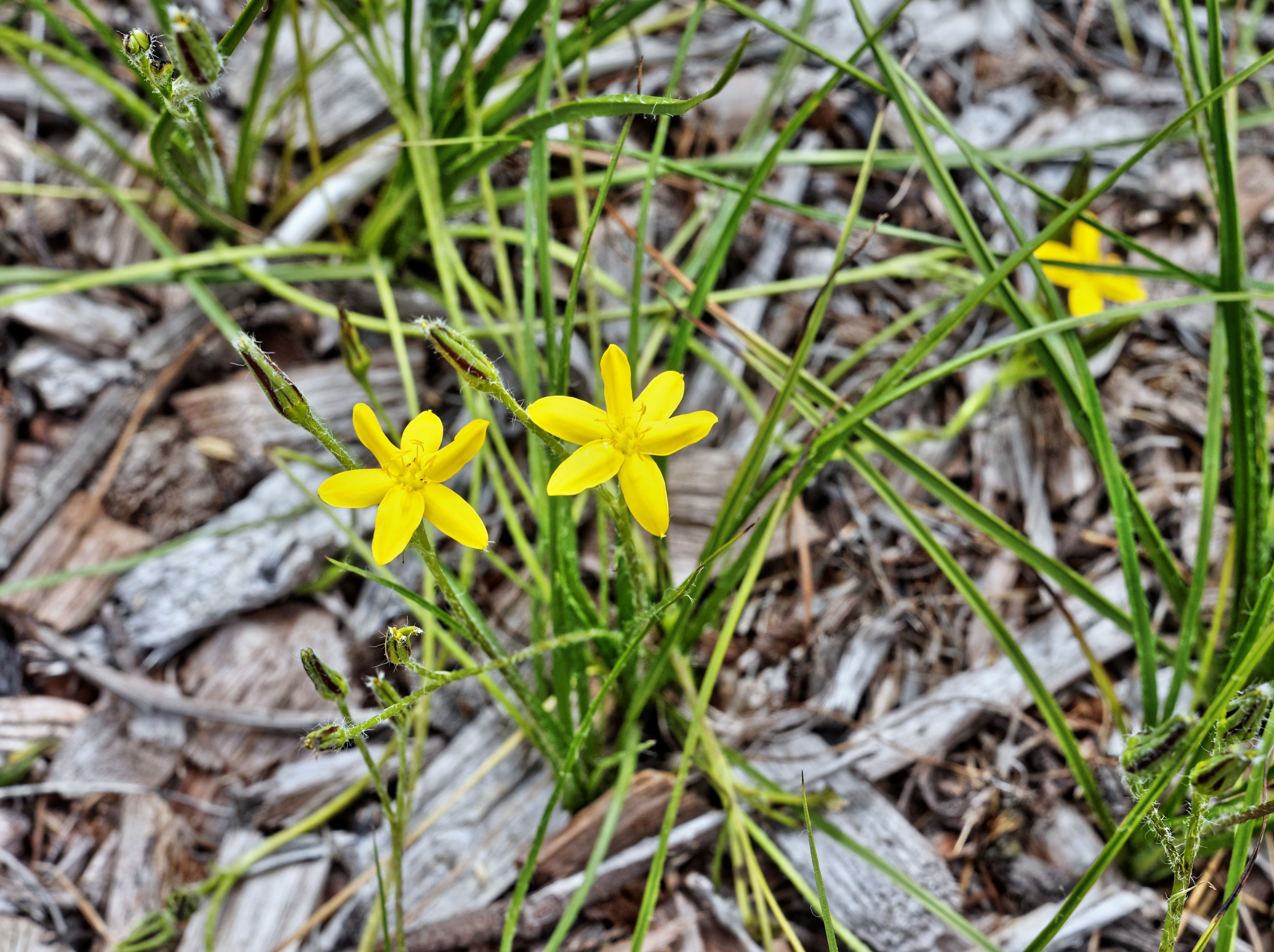 https://lemis.nyc3.digitaloceanspaces.com/grog/Photos/20160214/big/Wildflowers-1.jpeg