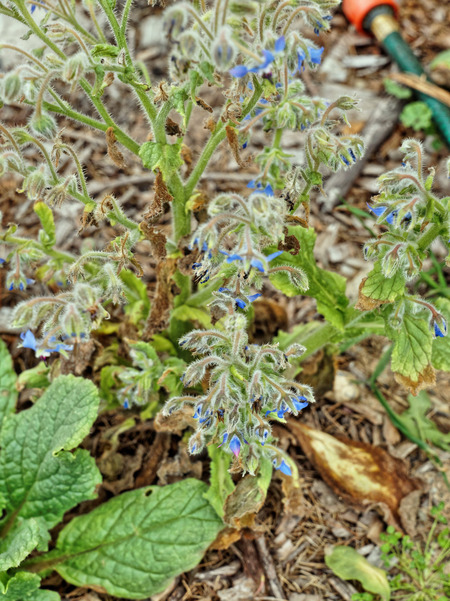 https://lemis.nyc3.digitaloceanspaces.com/grog/Photos/20160214/small/Borage.jpeg