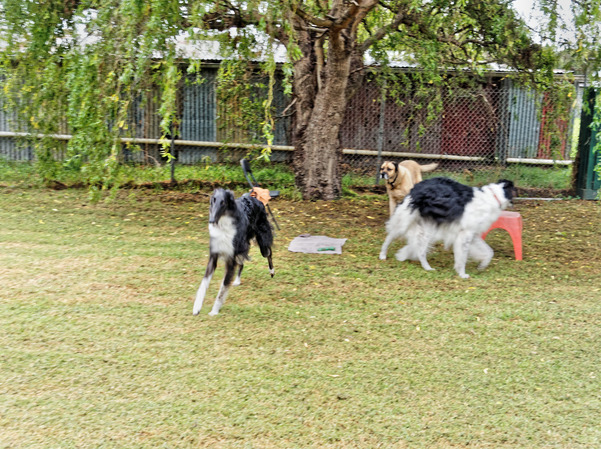 https://lemis.nyc3.digitaloceanspaces.com/grog/Photos/20160416/small/Dogs-playing-2.jpeg